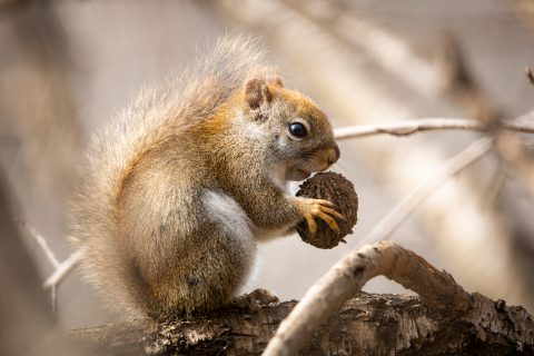 Photography by Nick Radivojevic.