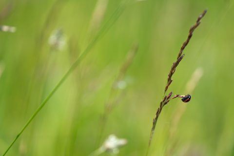 Photography by Katie Fellows.