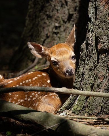 Photography by Nick Radivojevic.