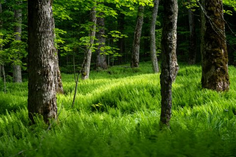 Photography by Katie Fellows